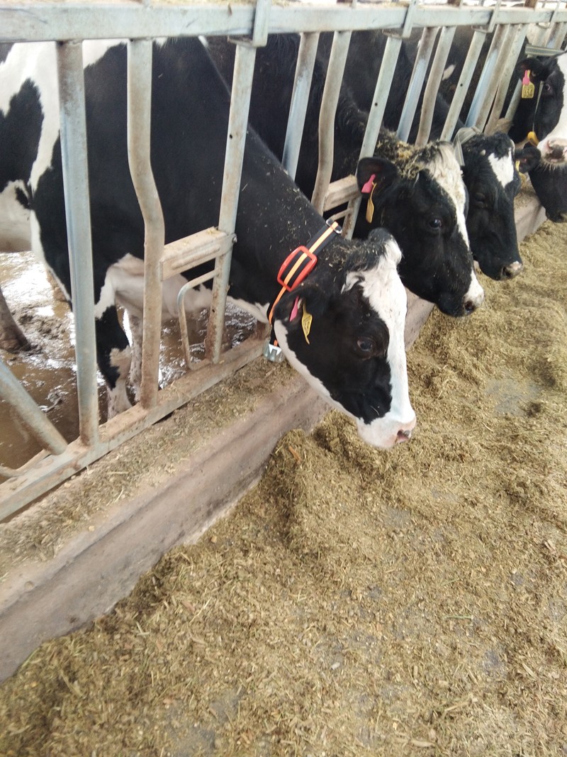 牛情宝 奶牛发情监测系统（项圈NBiot）