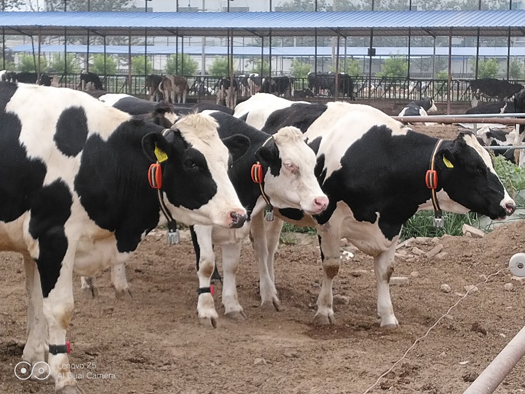 牛情宝 奶牛发情监测系统（项圈NBiot）