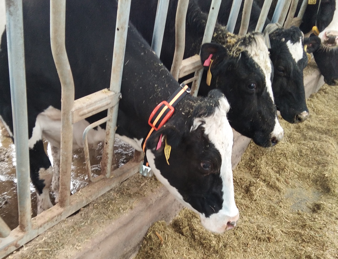 牛情宝奶牛发情监测系统（项圈NB-iot）(图2)